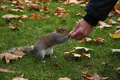 0810.squirrel.jpg