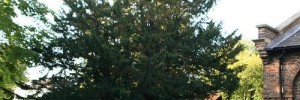10385_totteridgeyew
