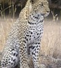 10417_0710_leopard 10417_0710_leopard
