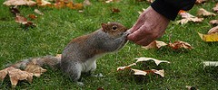 10441_0810.squirrel