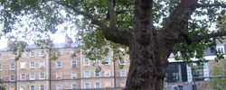 10454_quakertree