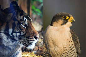falcon_tiger.jpg