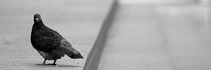 10773_080908pigeon