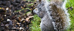 10807_1111.squirrel 10807_1111.squirrel