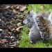10807_1111.squirrel