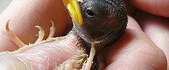 10889_1911.sparrow