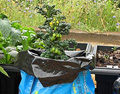 10986_tomatoes 10986_tomatoes