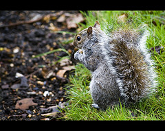 1111.squirrel.jpg