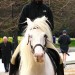 11002_Horse01