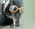11102_greyhound6