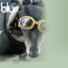 11102_greyhound6