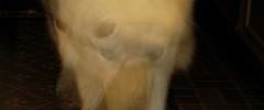 11233_ghostdog