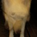 11233_ghostdog 11233_ghostdog