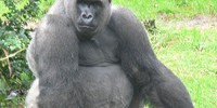 11262_silverback
