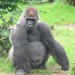 11262_silverback