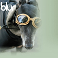 greyhound6.jpg