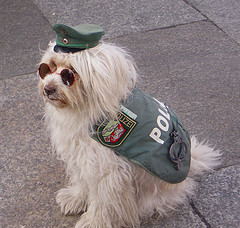 0901.dog.jpg