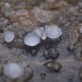 11304_hail 11304_hail