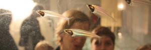 11347_cildofish
