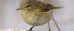11374_chiffchaff 11374_chiffchaff