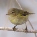 11374_chiffchaff