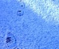 11388_Snowprints_9Jan09 11388_Snowprints_9Jan09