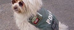 11390_0901.dog