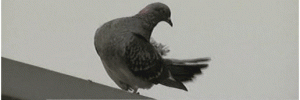 11544_bbcpigeon