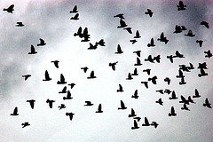 Flock_Birds_25Jan09.jpg