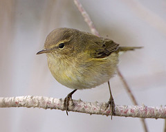 chiffchaff.jpg