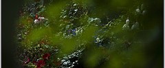 11703_0602.garden