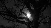 11775_eerietree