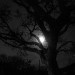 11775_eerietree 11775_eerietree