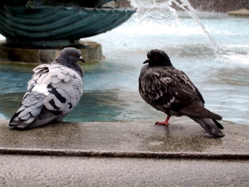 Brian Pigeon.jpg