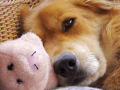 Doggie_12Feb09.jpg