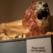 12054_0902-horniman-lion