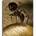 12258_2603.insect