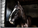 12278_2703_horse