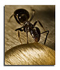 2603.insect.jpg