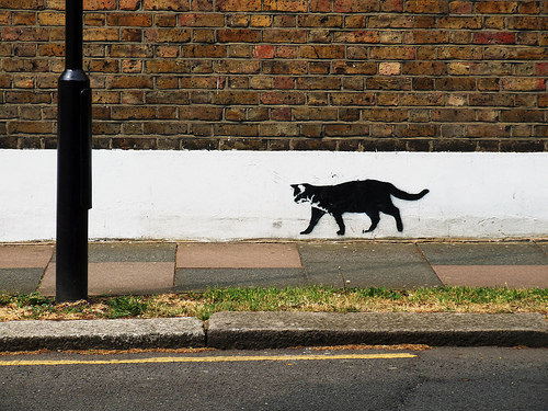 blackcat.jpg
