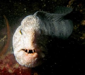 Eel
