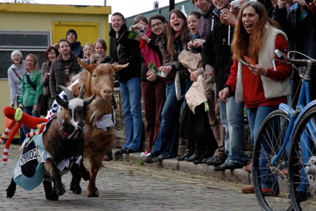 goatracing.jpg