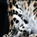 12328_leopardspots Photo by law_keven on flickr.