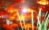 12356_0204.seez 12356_0204.seez