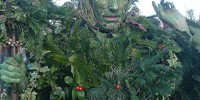 The Holly King from the Lions Part
