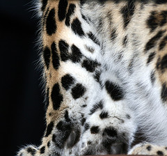 leopardspots.jpg