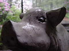 Pig head