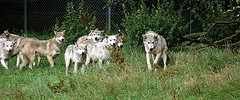12759_wolfpack
