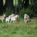 12759_wolfpack 12759_wolfpack