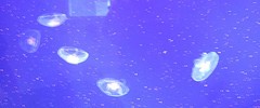 12777_jellyfish 12777_jellyfish